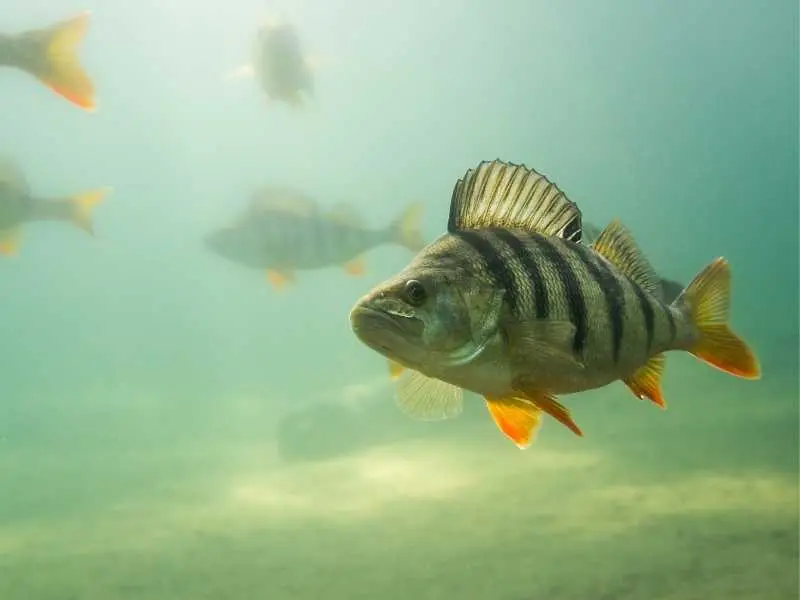 fiska abborre guide