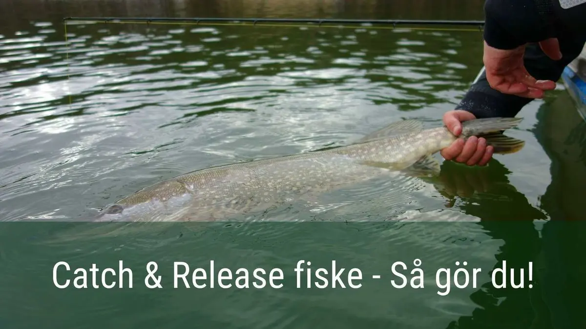 Allt du behöver veta om catch and release fiske