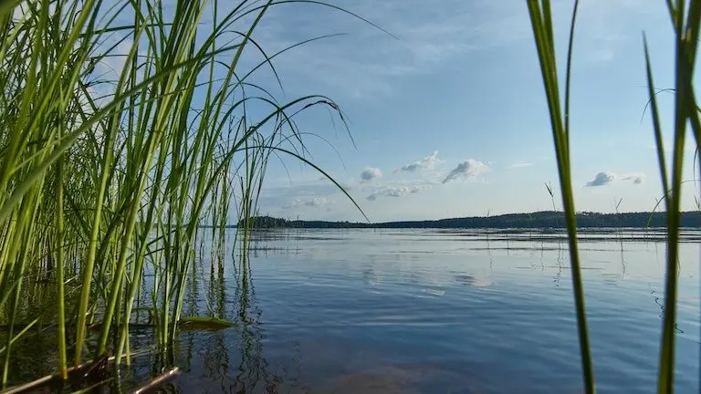 Vass vid en lugn sjö i Värmlands län