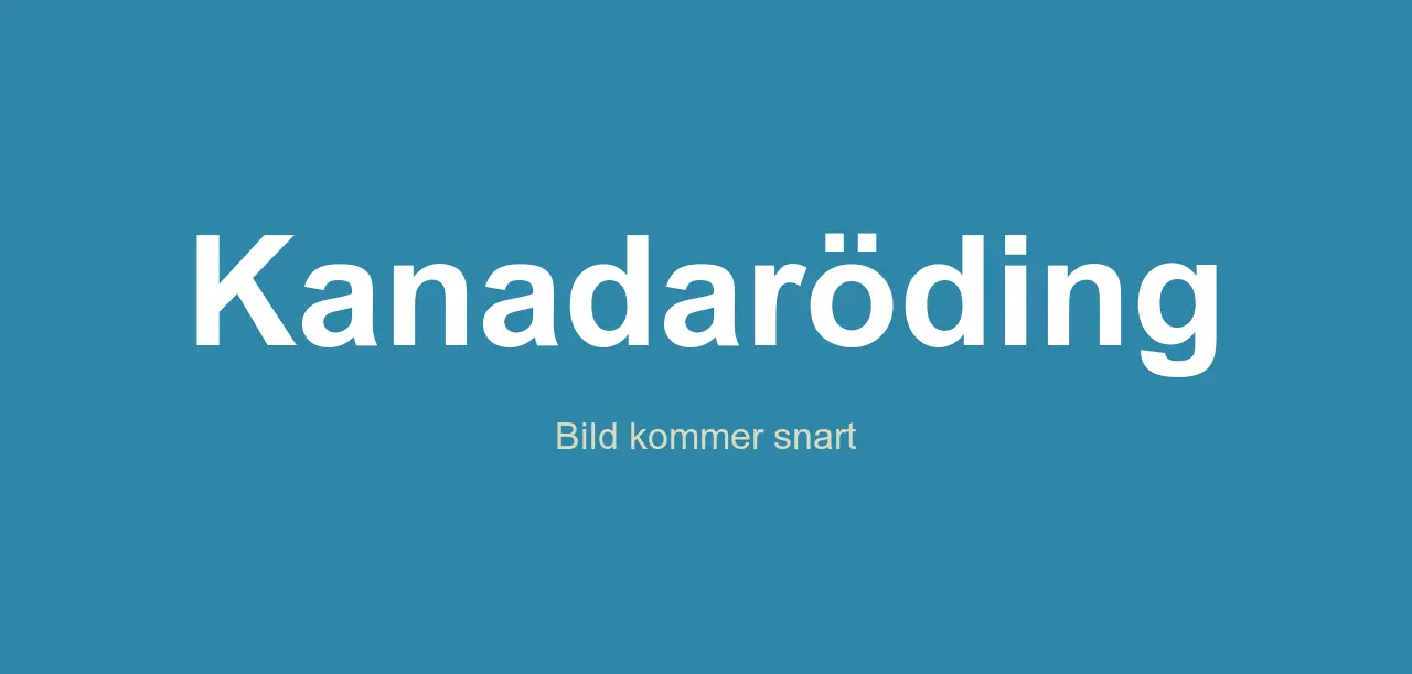 en kanadaröding i svenskt vatten