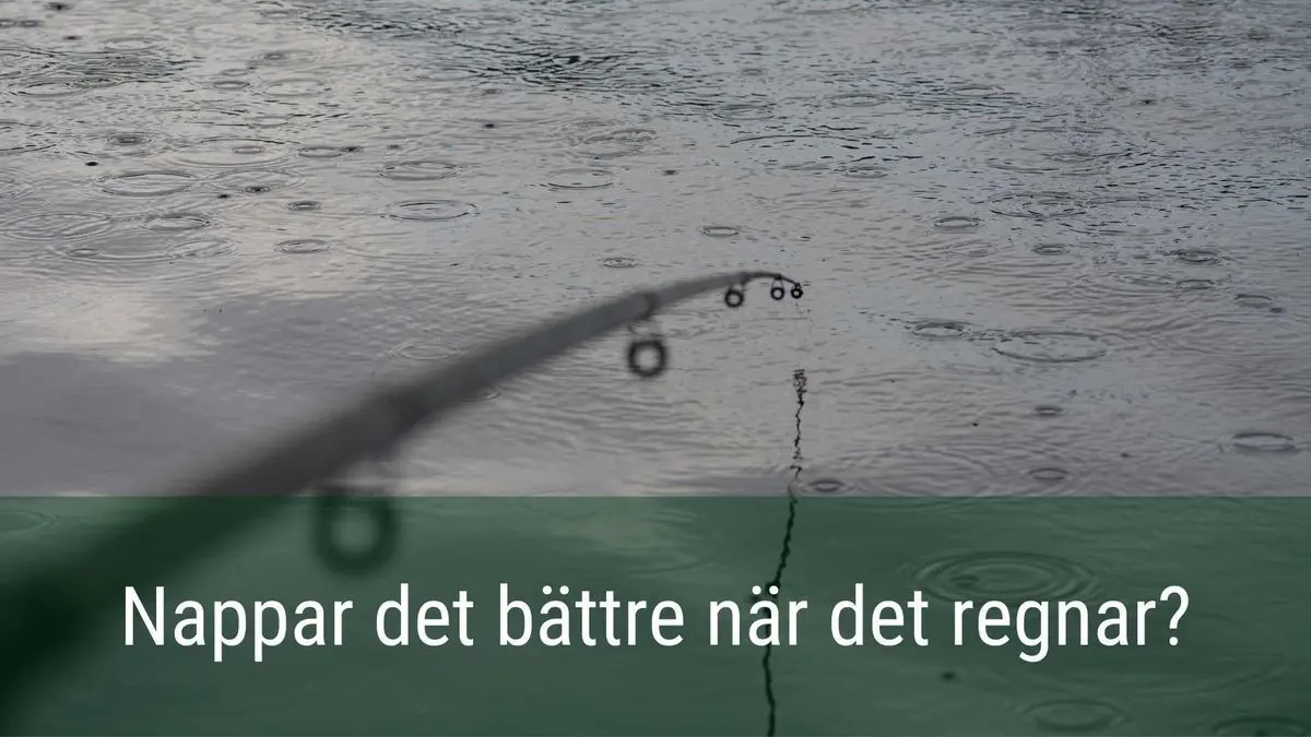 Nappar fisken bättre när det regnar?