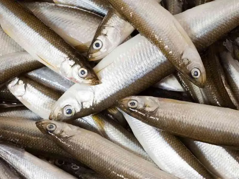 flera nors som fiskats upp