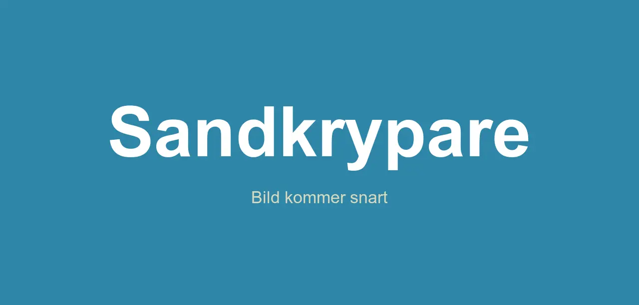 en sandkrypare i svenskt vatten