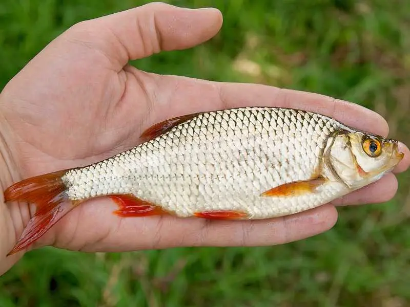 En fin sarv (fisk)